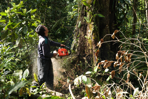 Best Residential Tree Removal  in Lantana, TX